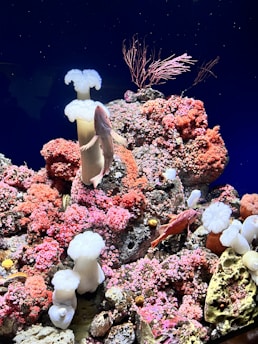 Underwater scene featuring a rocky coral reef adorned with vibrant pink coral formations and white, mushroom-shaped sea anemones. A couple of fish, including a pinkish one, swim around the reef, adding motion to the serene marine environment. Delicate, branch-like coral structures extend upward, contrasting against the deep blue background of the water.