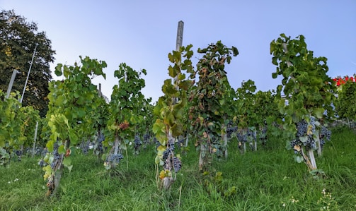 Rows of grapevines are laden with dark, ripe grapes, set against a clear blue sky. The vineyard has lush green leaves and healthy grass on the ground. A hint of trellises supporting the vines is visible, and a large tree stands to the left.