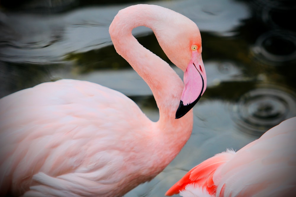 um flamingo rosa na água