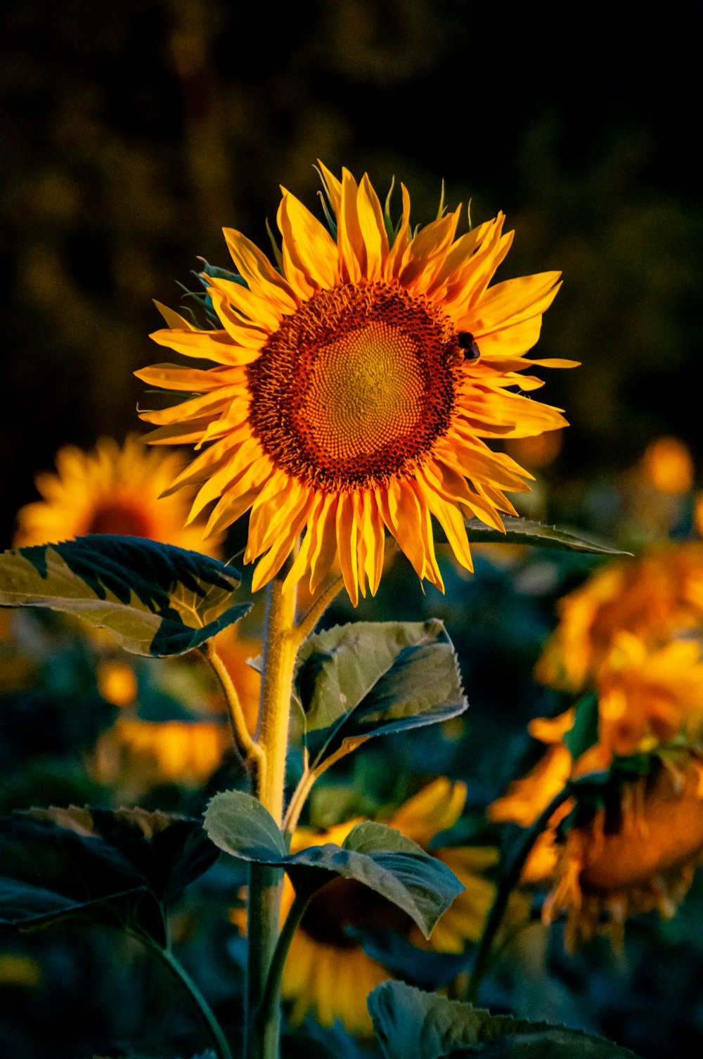 a close up of a sunflower