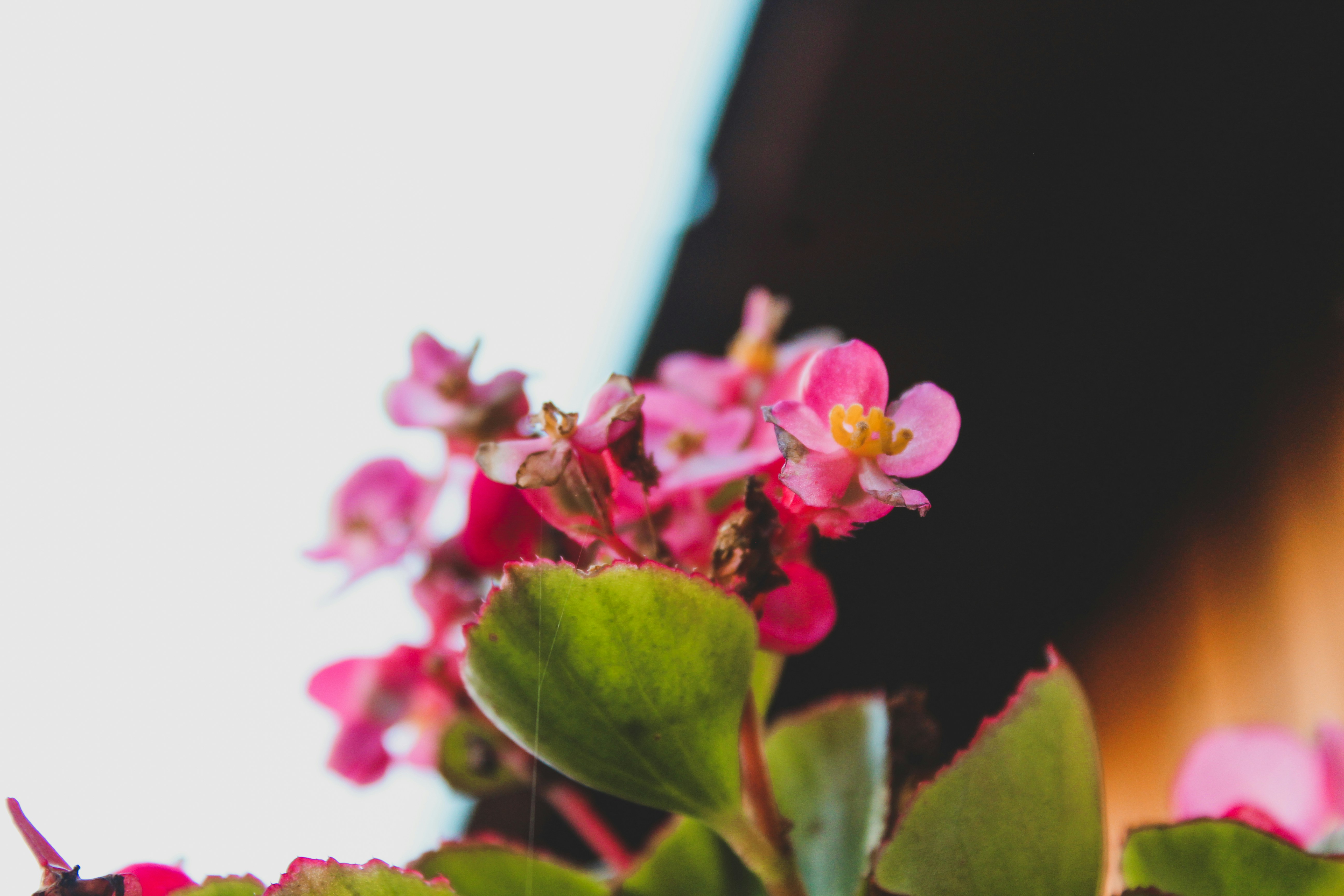 Photo by czapp_arpad