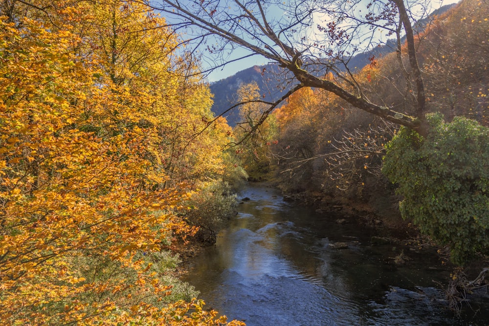 a river with trees around it