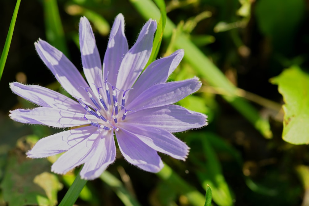 a purple flower with green leaves