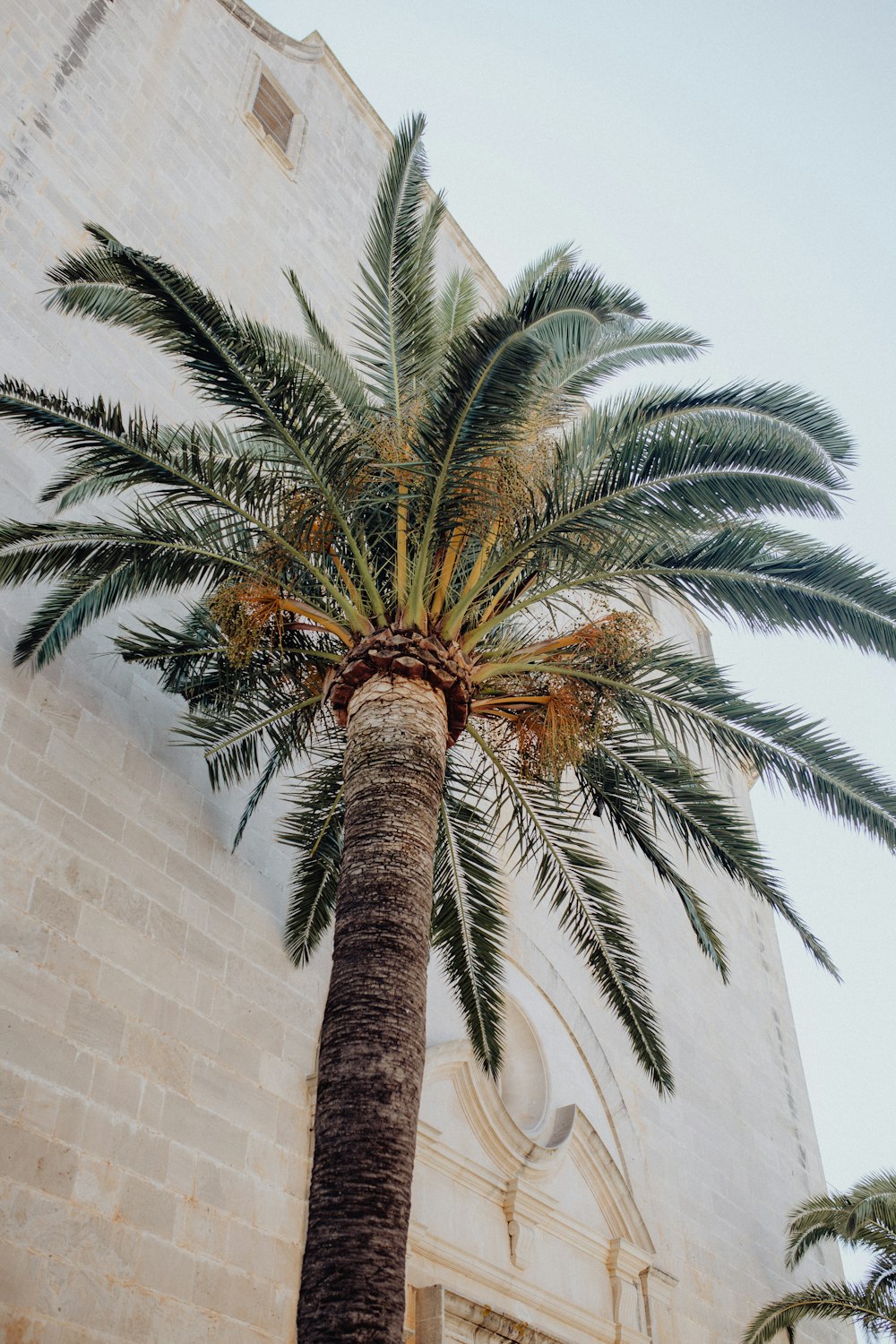 a palm tree in front of a building