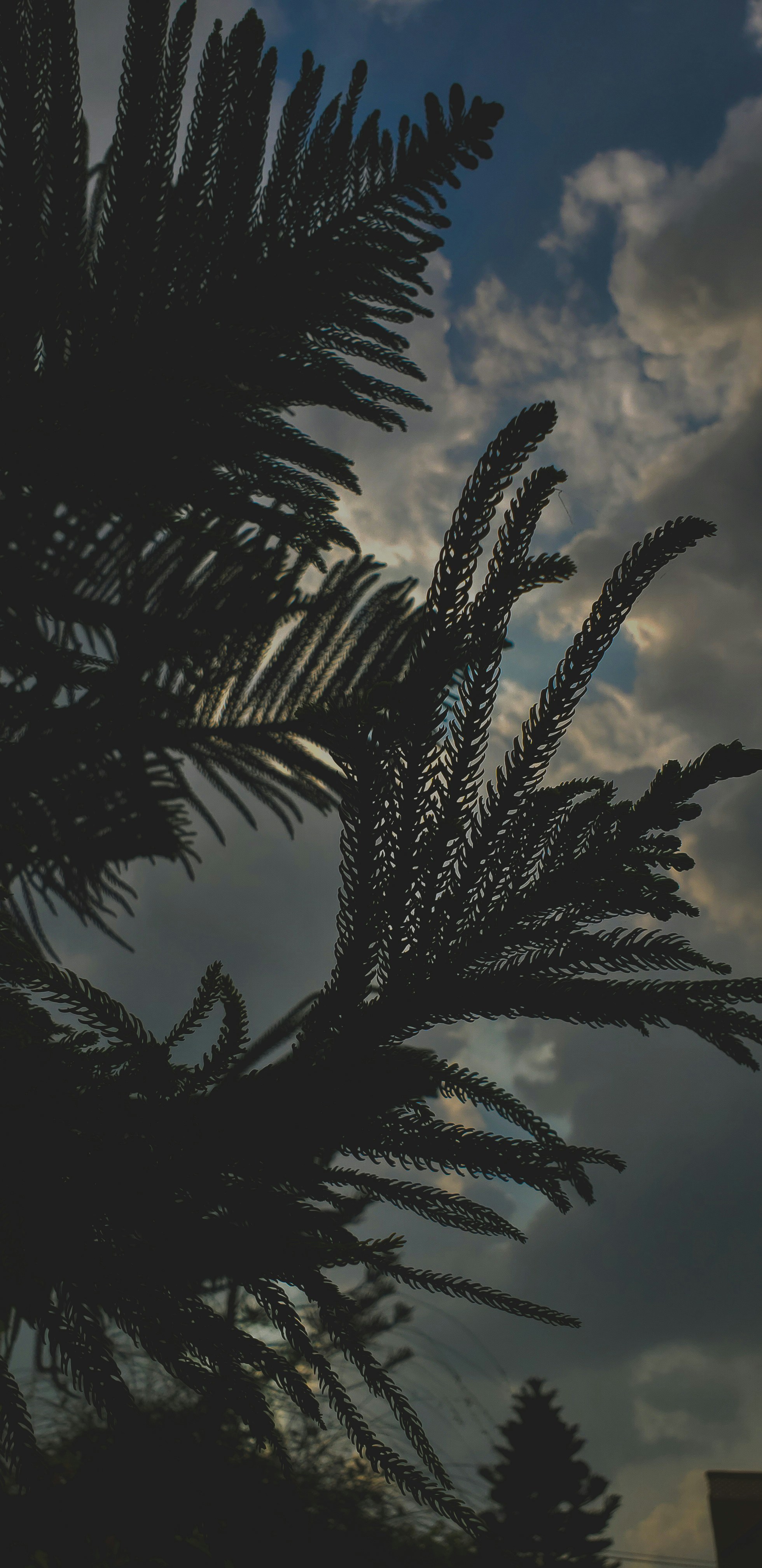 a tree with snow on it