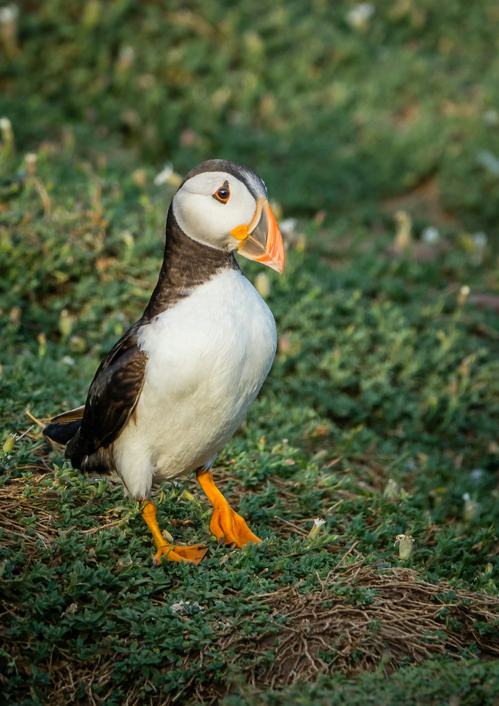 a bird with a long beak