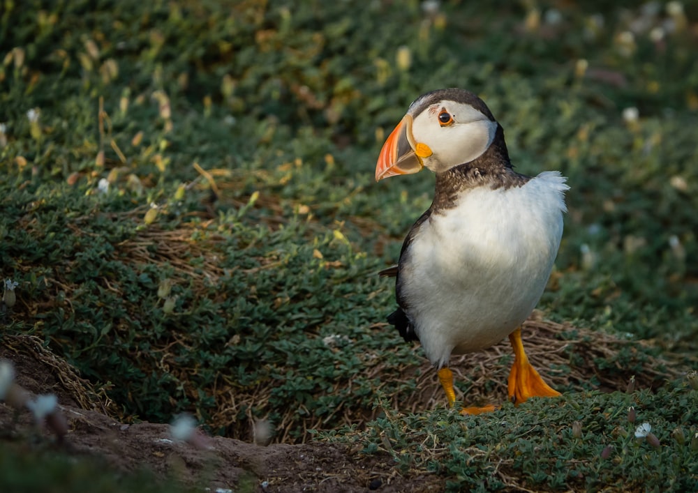 a duck standing on grass