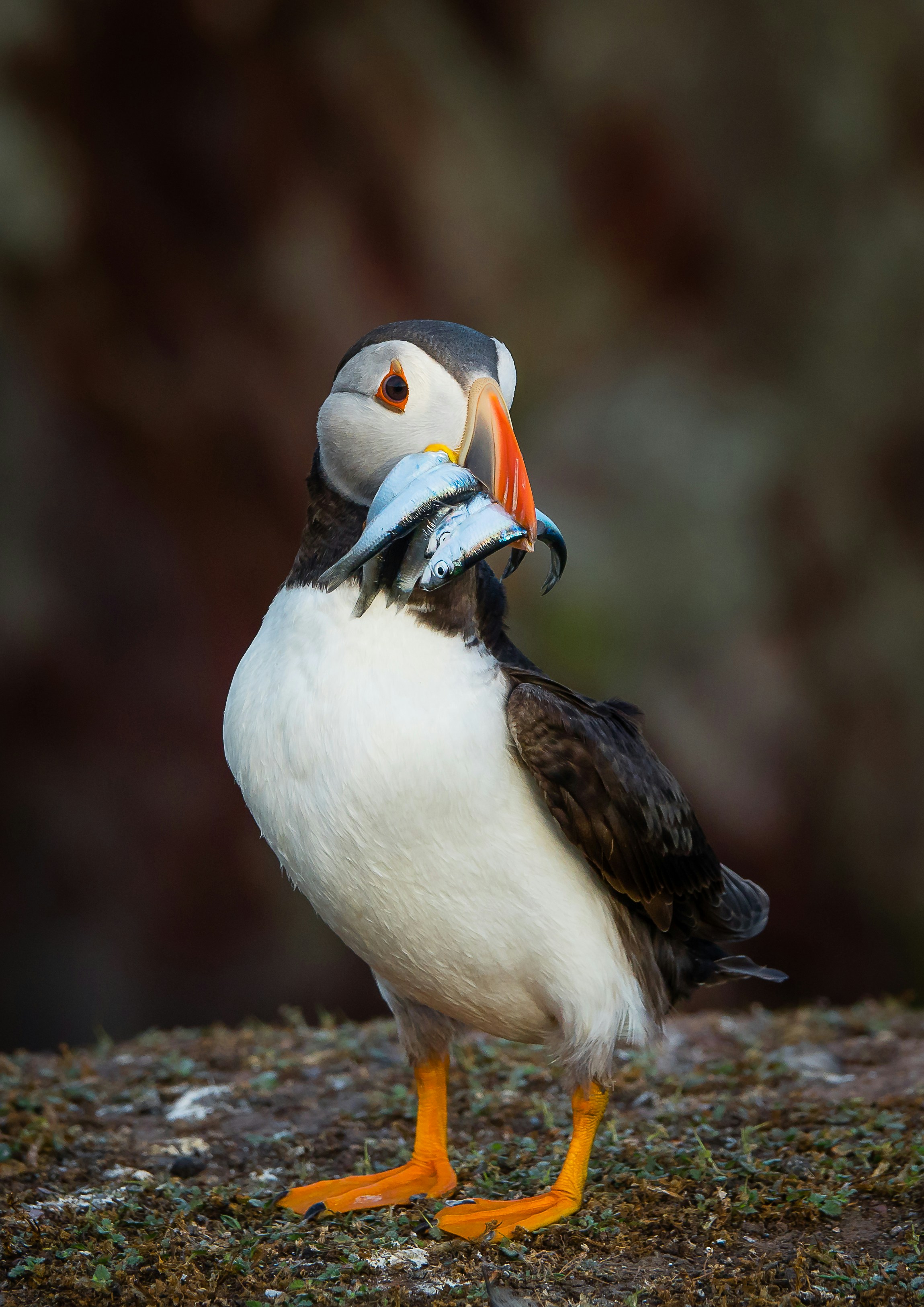 Puffin