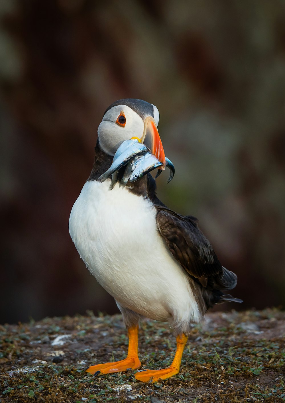 a bird with a blue and white head