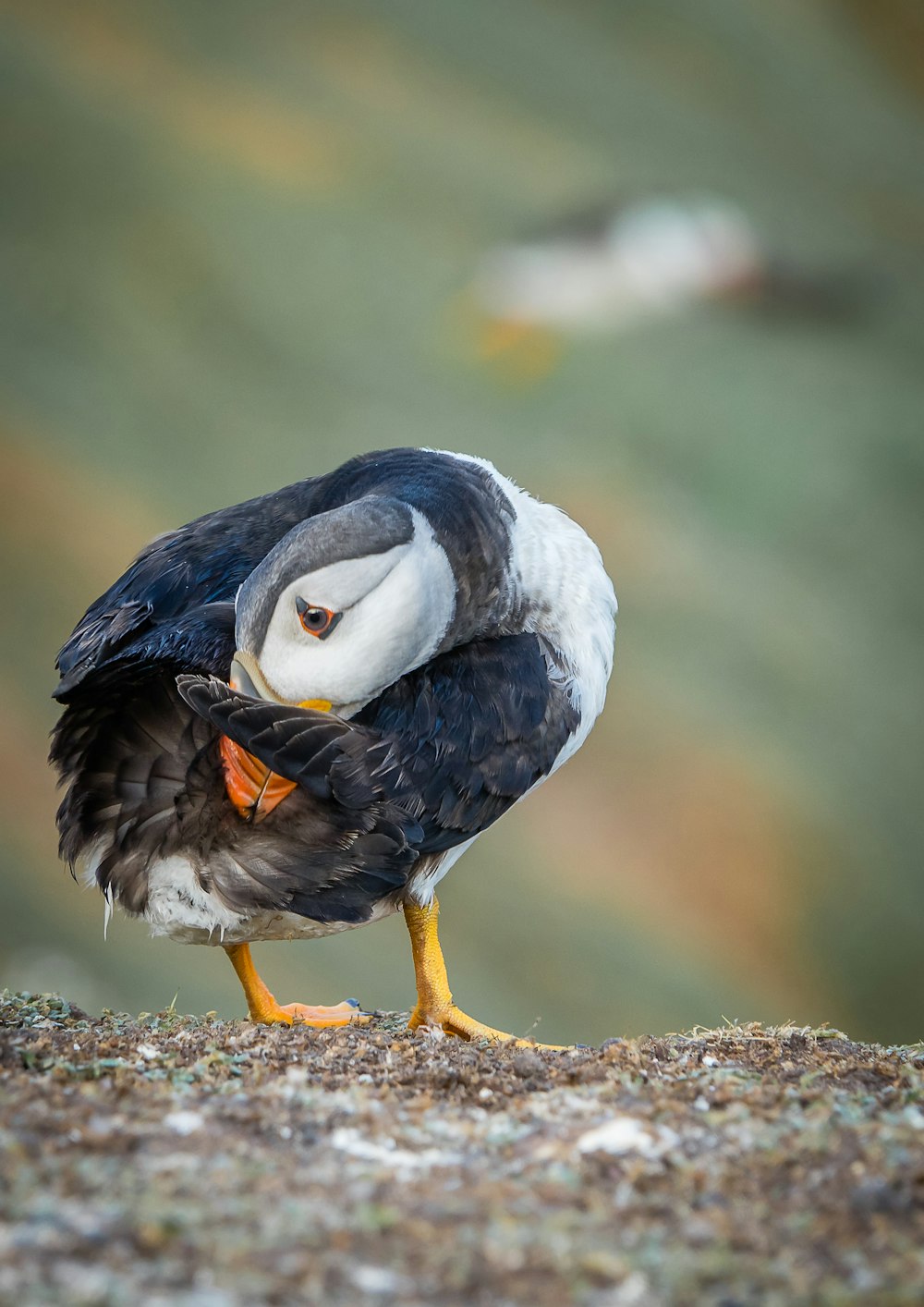 a bird with a snake in its mouth