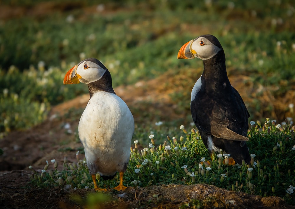 two birds standing on a rock