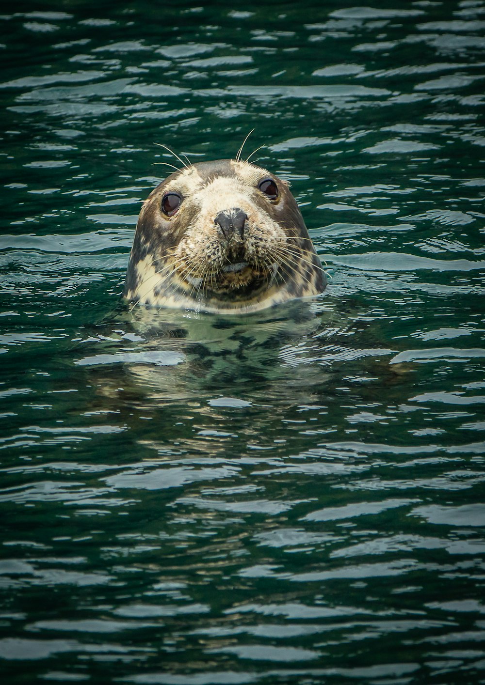a seal swimming in water