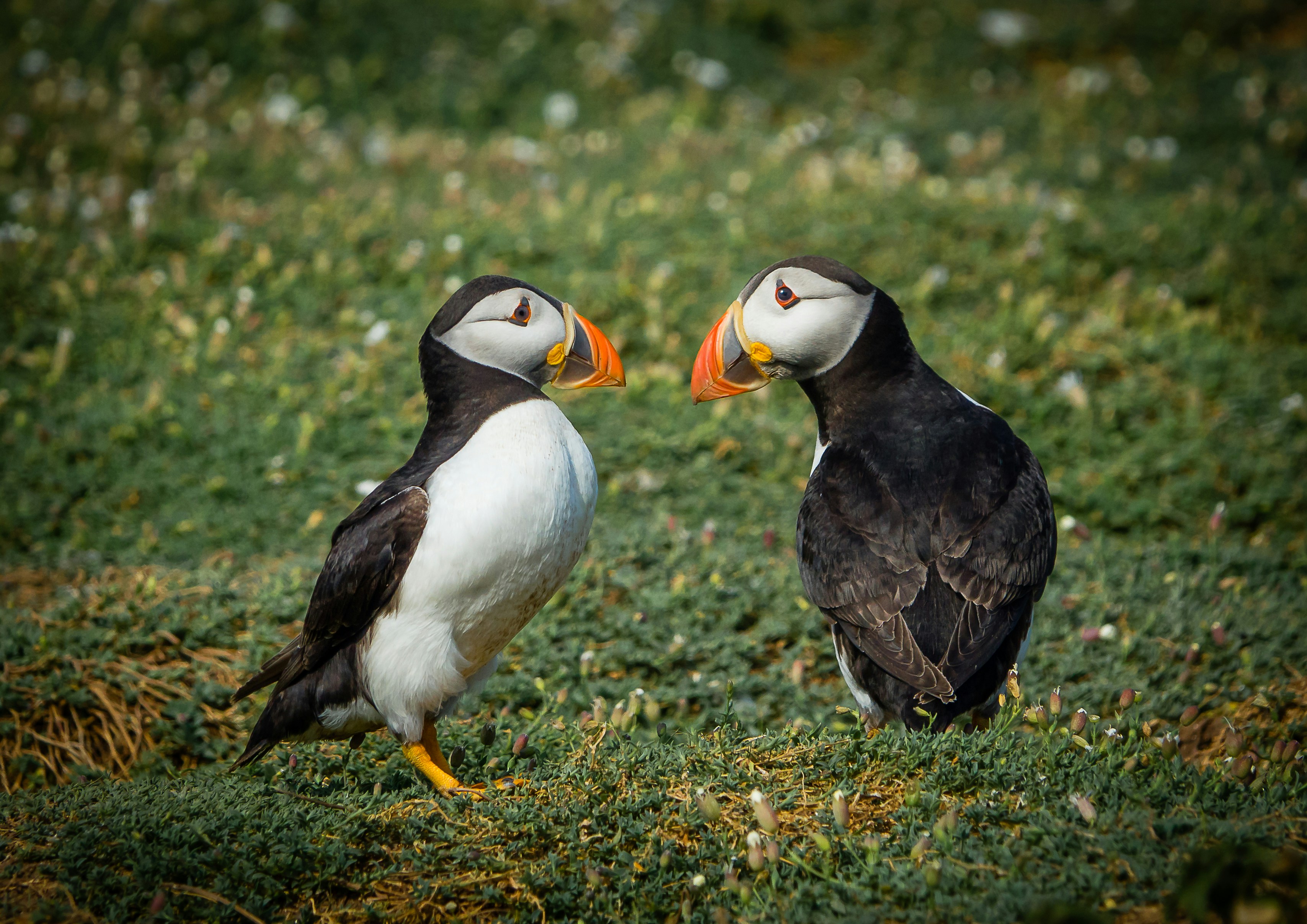 Photo by norfolkboy14