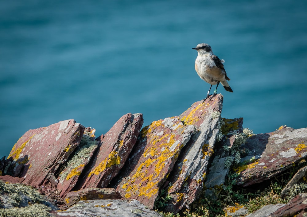 Un oiseau sur un rocher