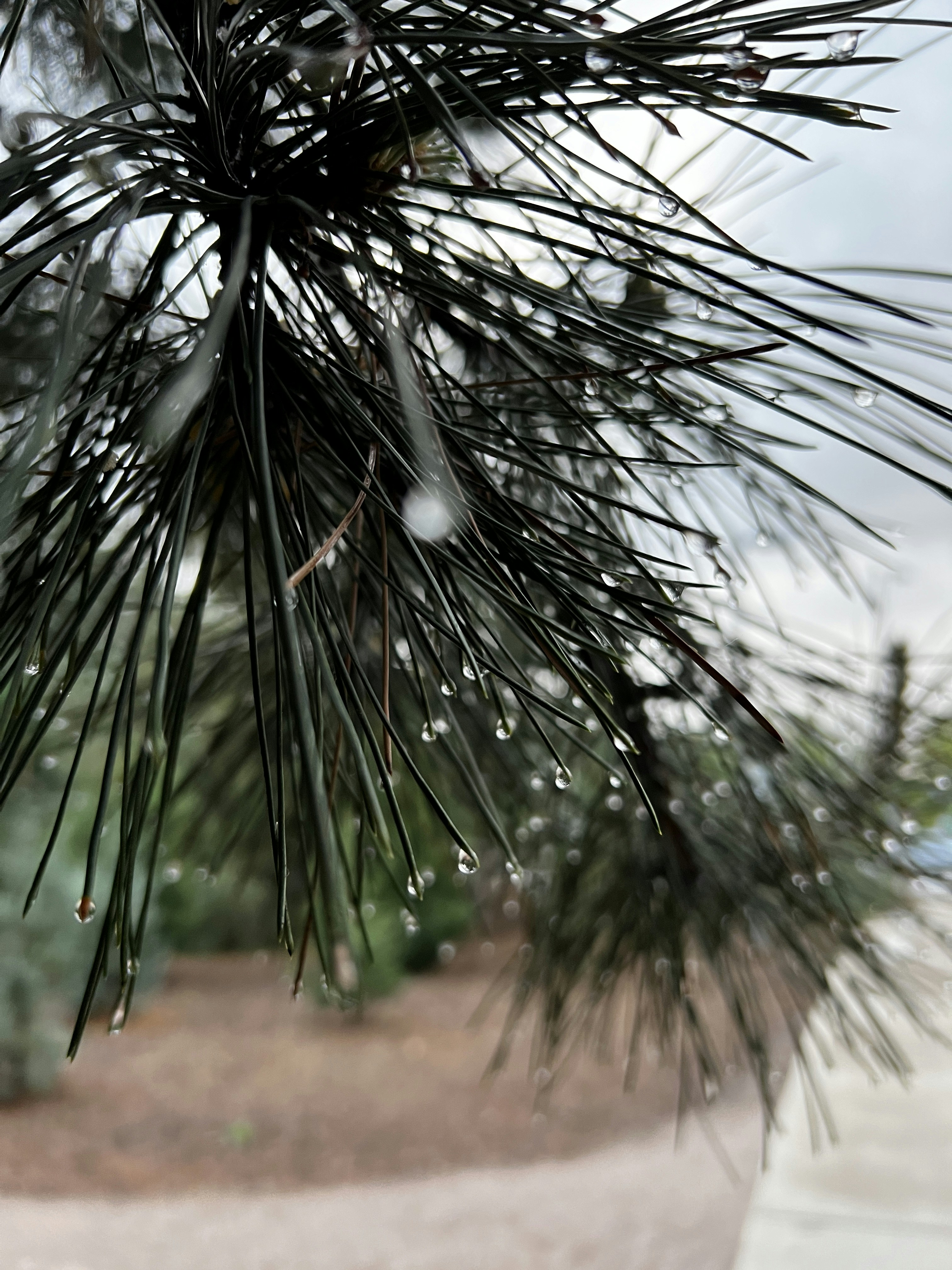 a close up of a pine tree