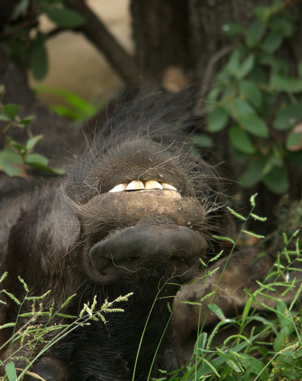 a gorilla with its mouth open