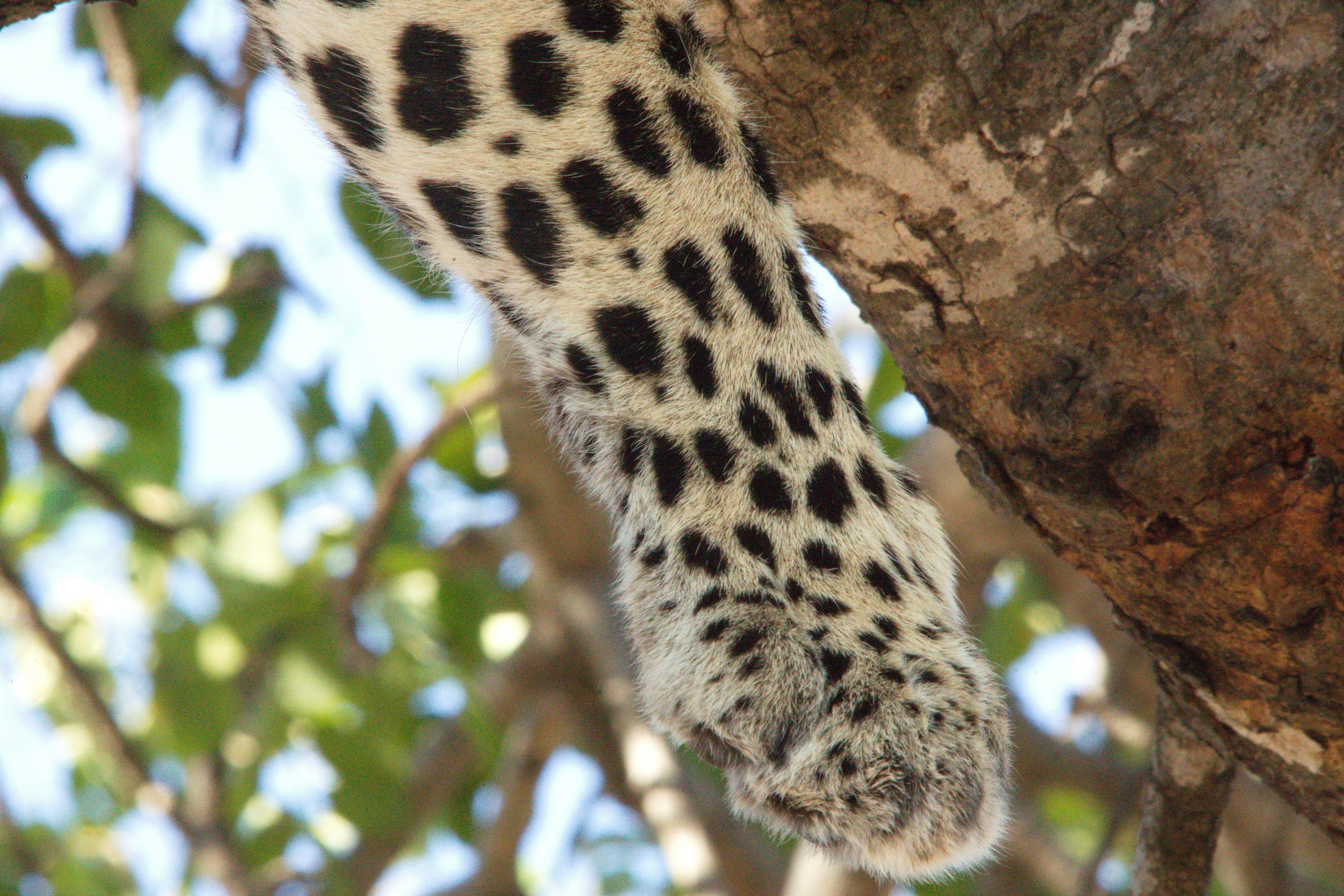 Una jirafa de pie junto a un árbol