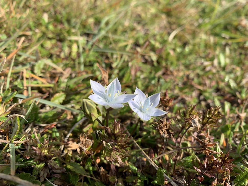 カップルの白い花