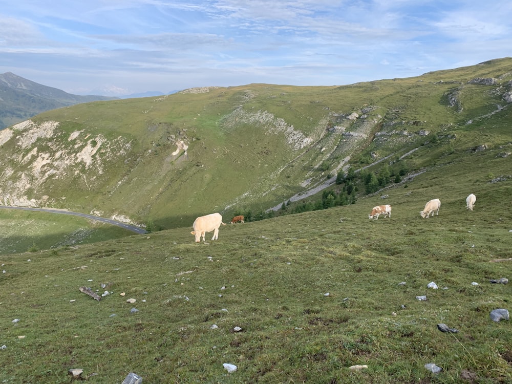 草が茂った丘で放牧されている牛のグループ