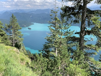 a lake surrounded by trees