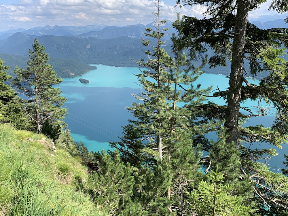 a lake surrounded by trees