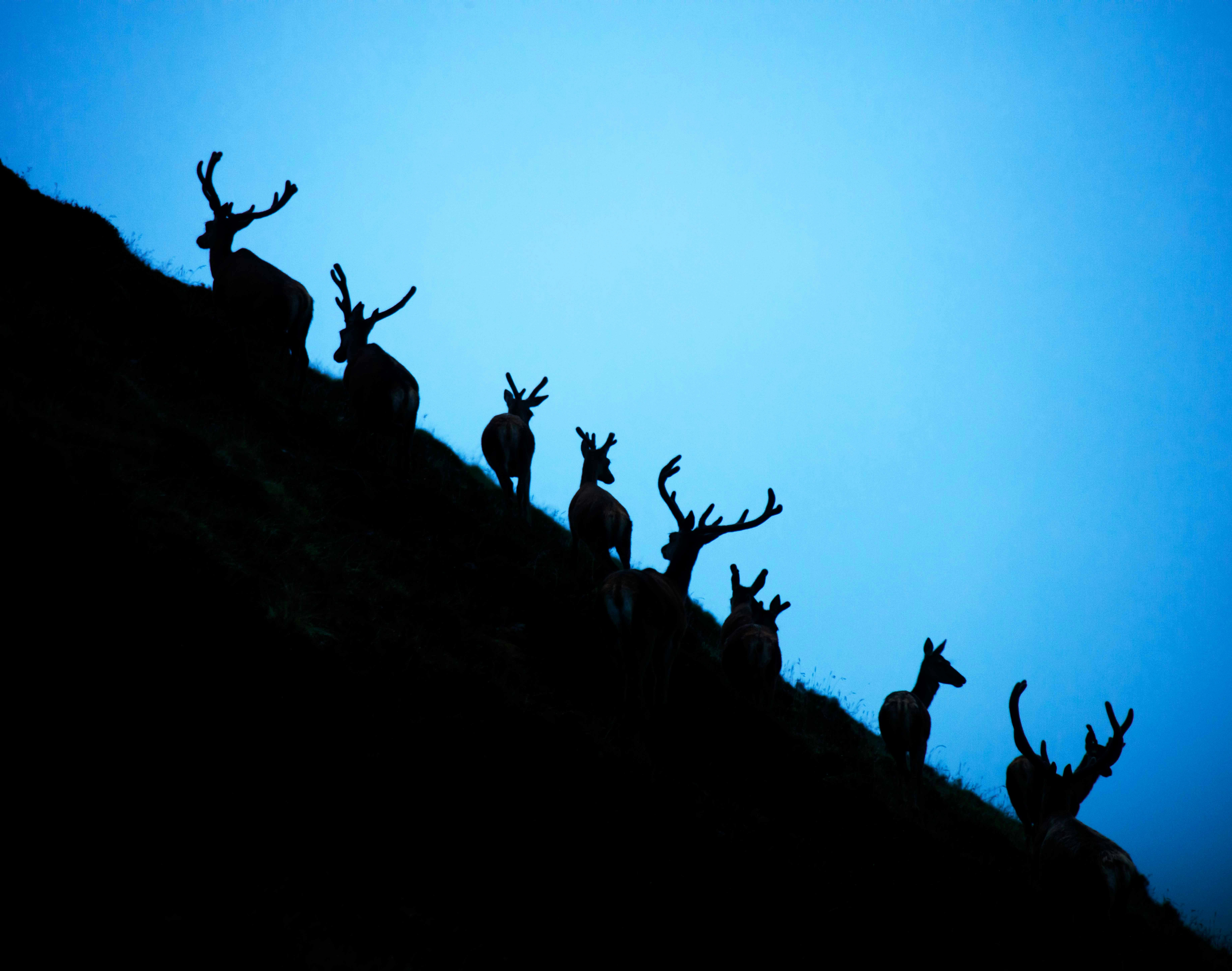 a group of animals on a hill