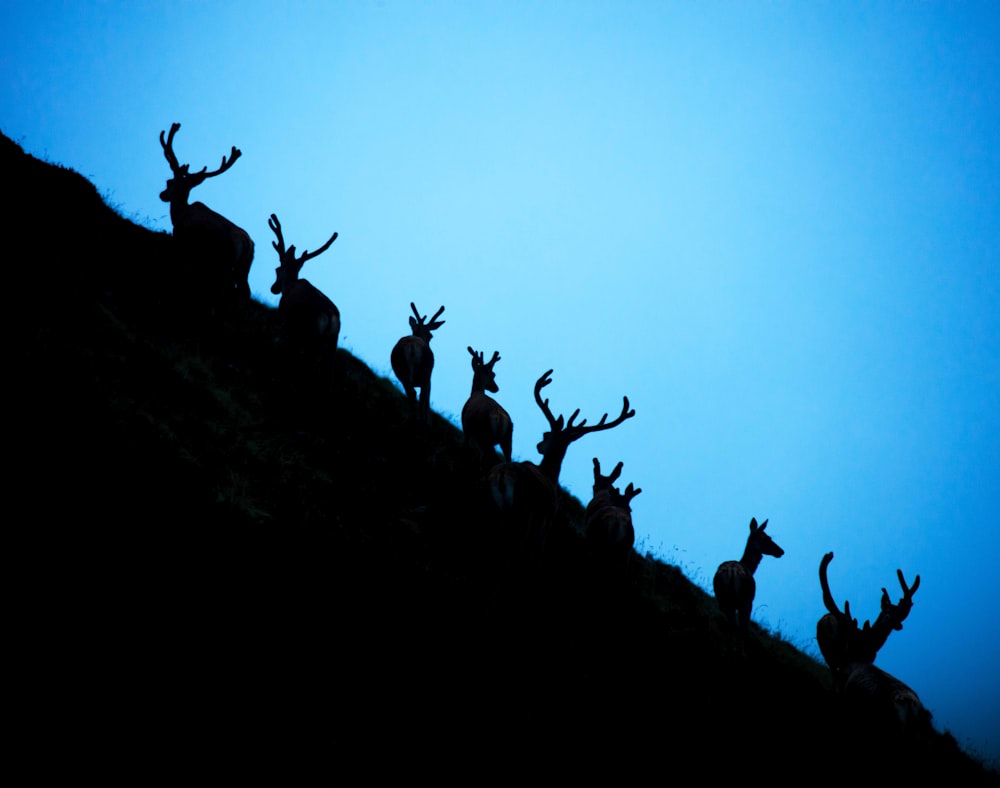 a group of animals on a hill