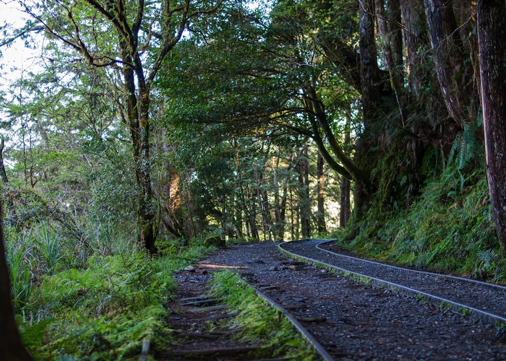 a path through a forest