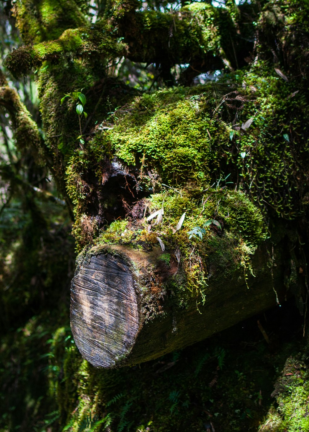 a large tree with moss growing on it