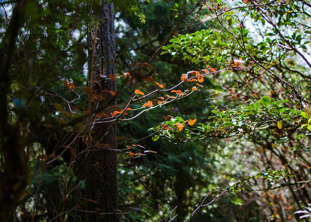 a tree with many branches and leaves