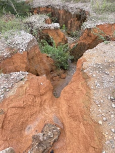a rocky area with a small tree