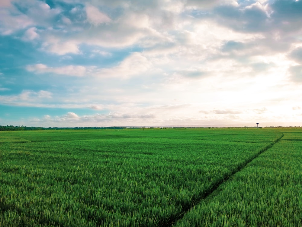 a large green field