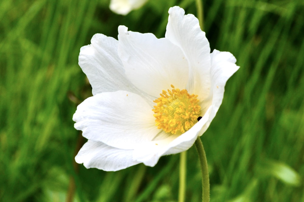 a white flower with yellow center