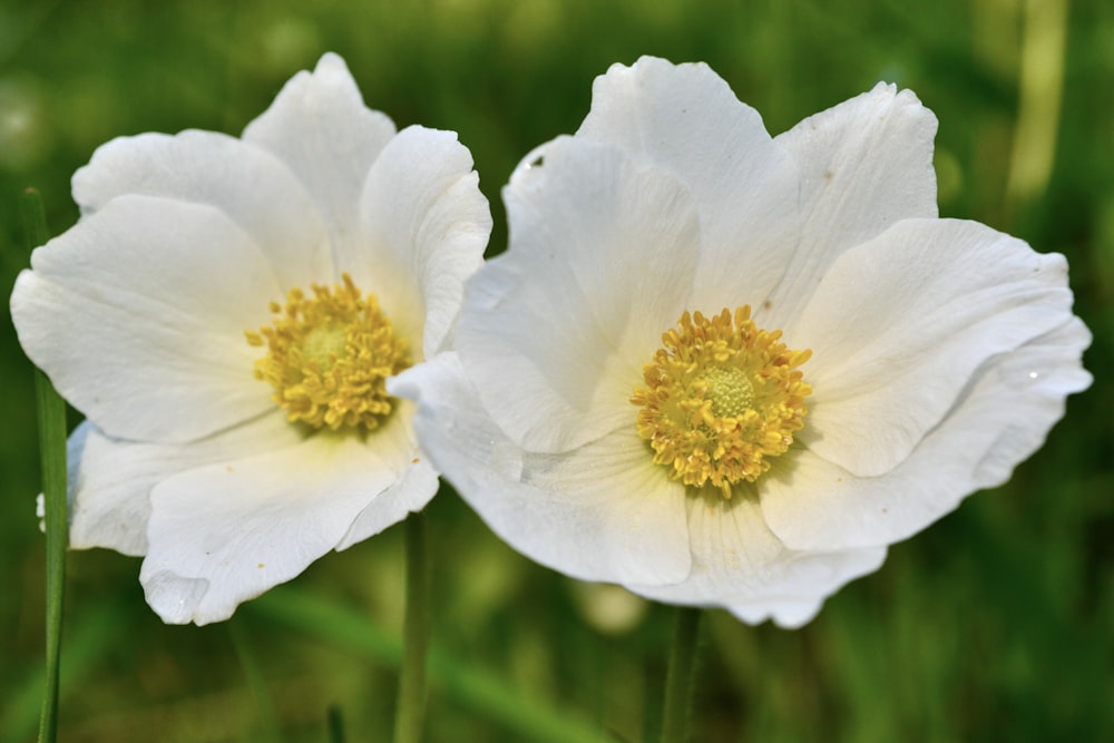 a couple white flowers