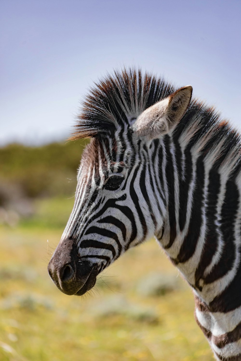 a zebra stands in a field