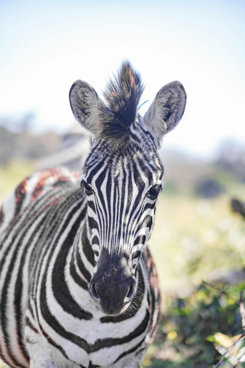 a zebra standing in a field