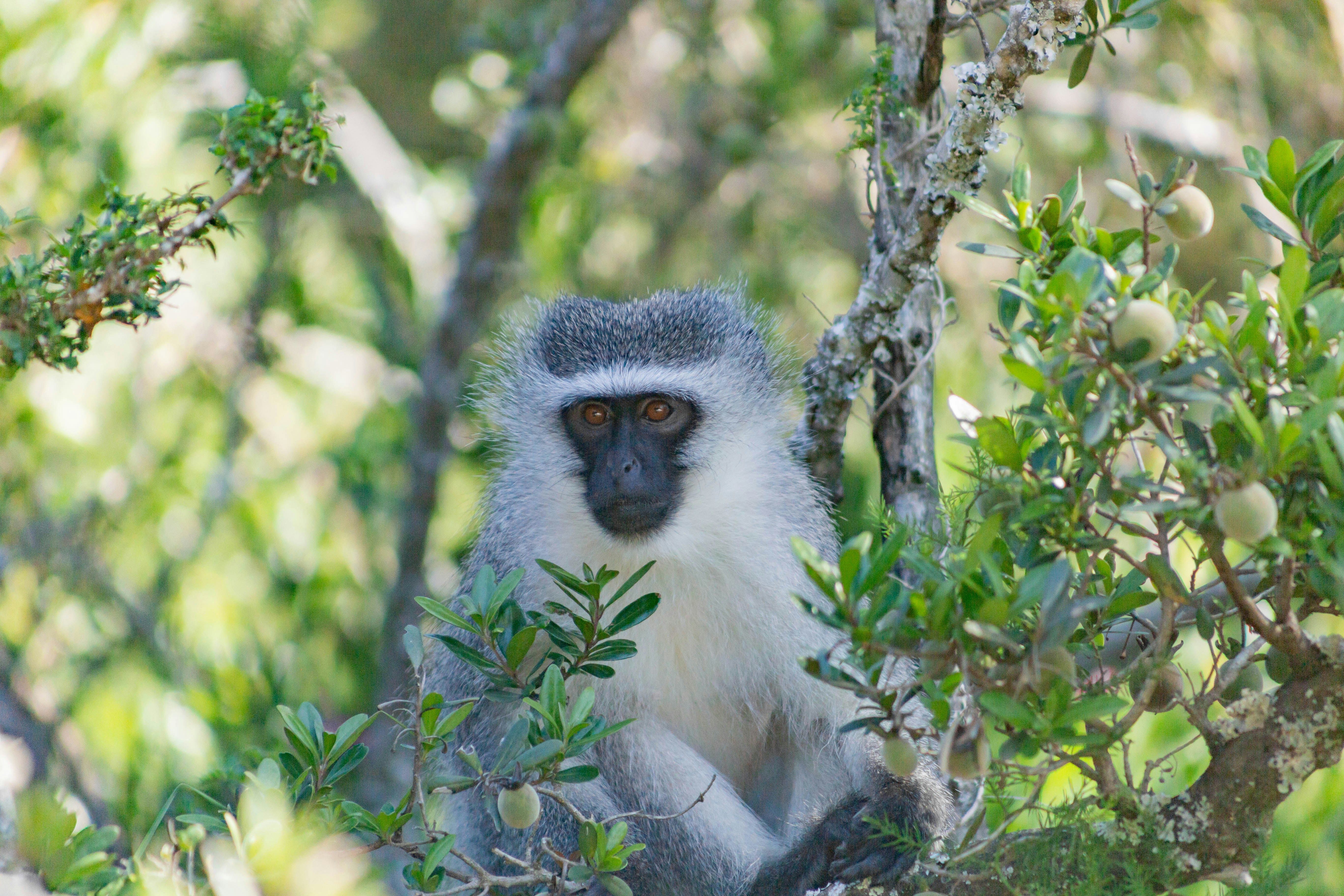 Isalo National Park, Madagascar - None
