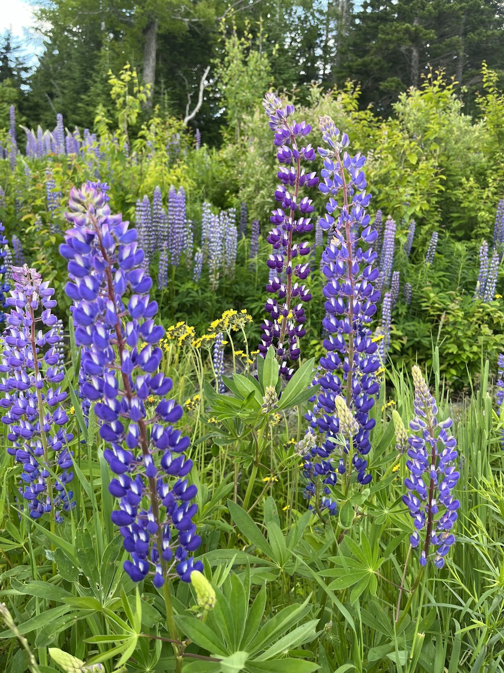 a group of flowers