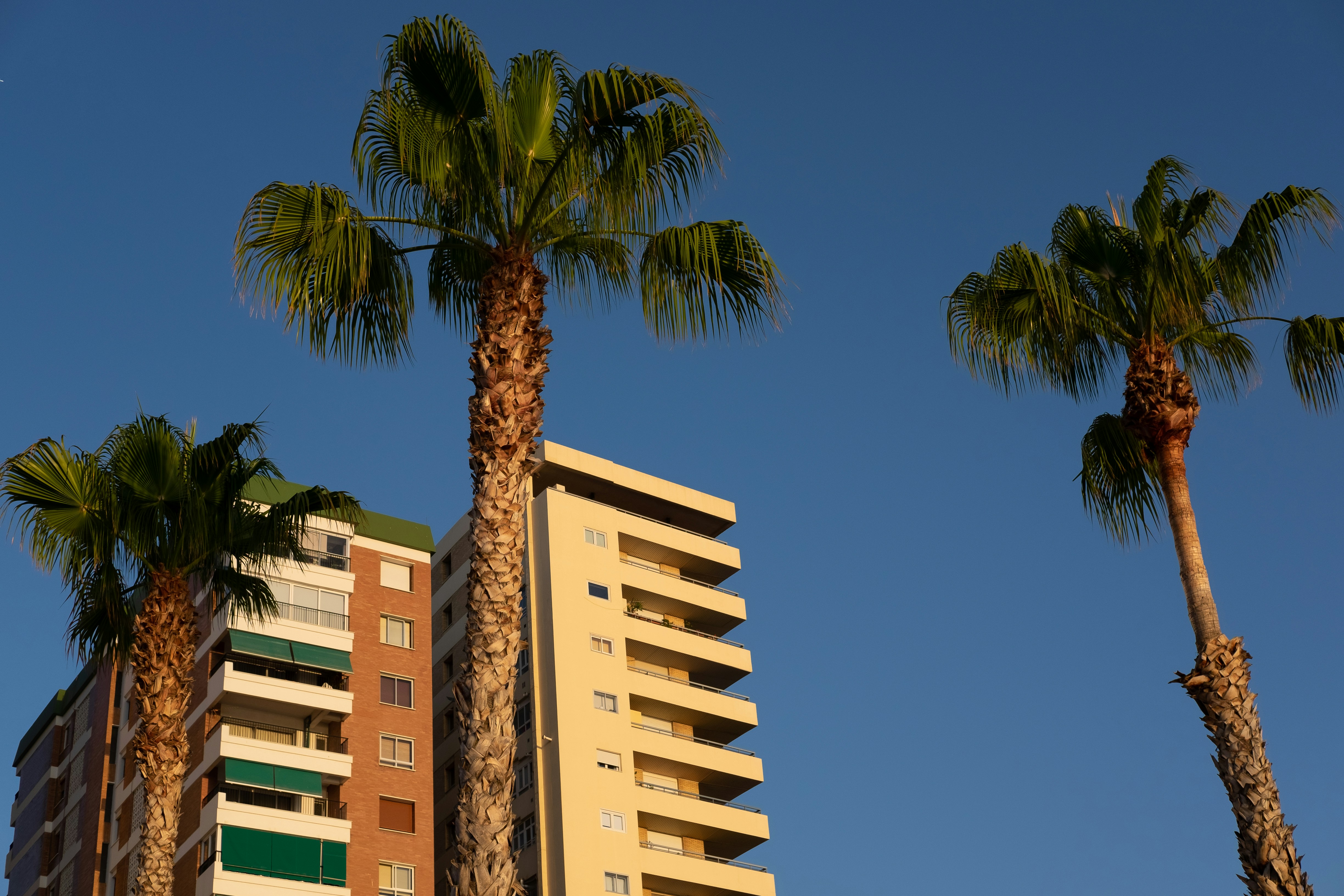 palm trees and buildings
