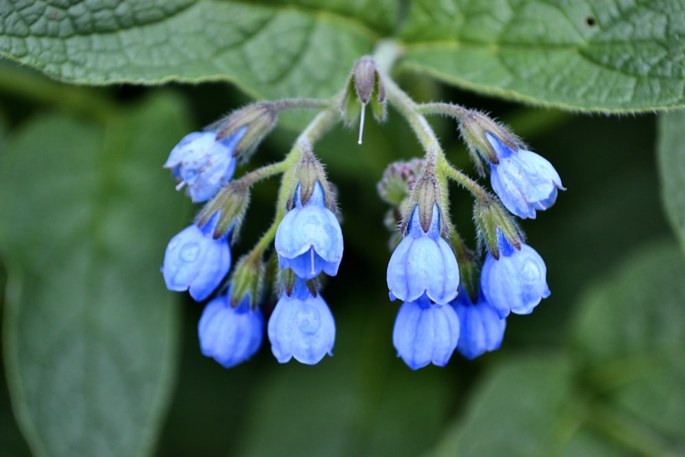 a close up of a flower