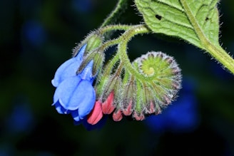 a blue flower with a green center