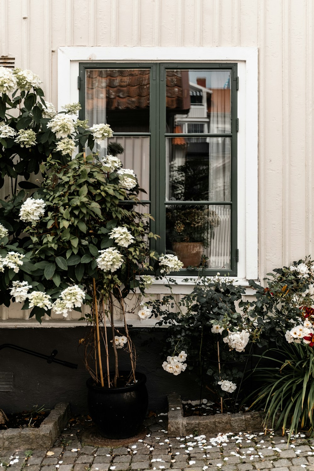 a plant in a pot outside a house