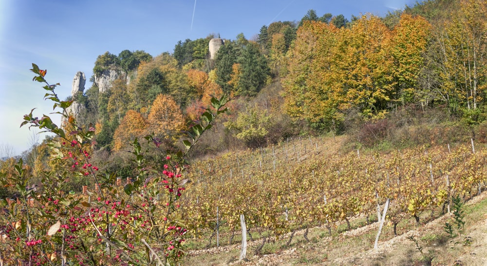 a hillside with trees and bushes