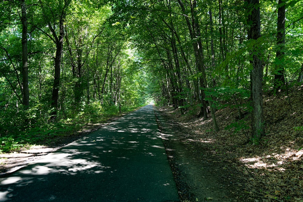 a path through a forest