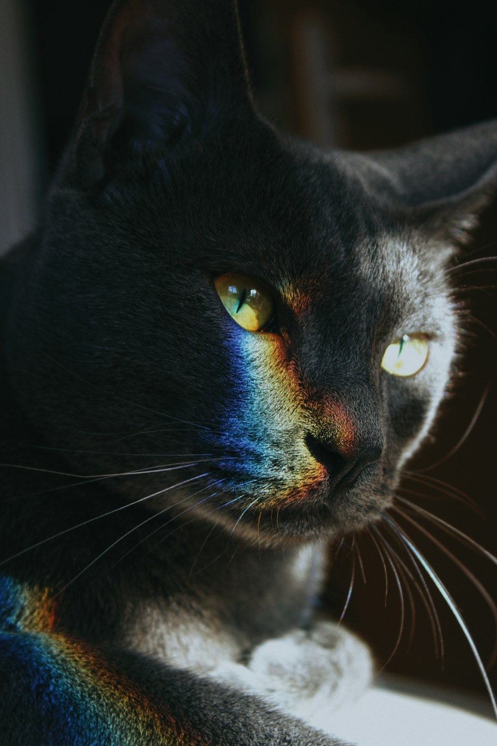 um gato com olhos verdes