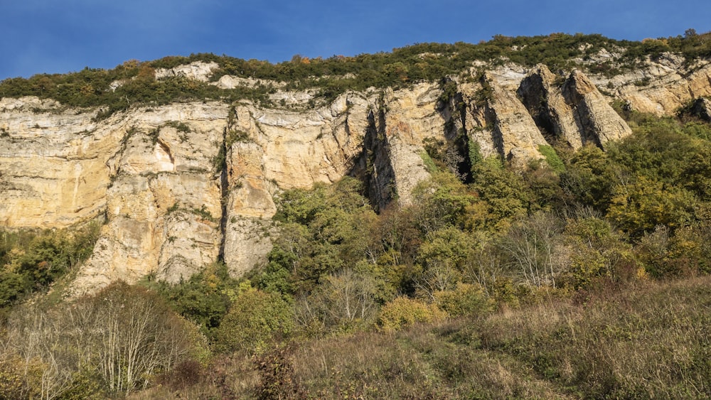 a rocky cliff with trees