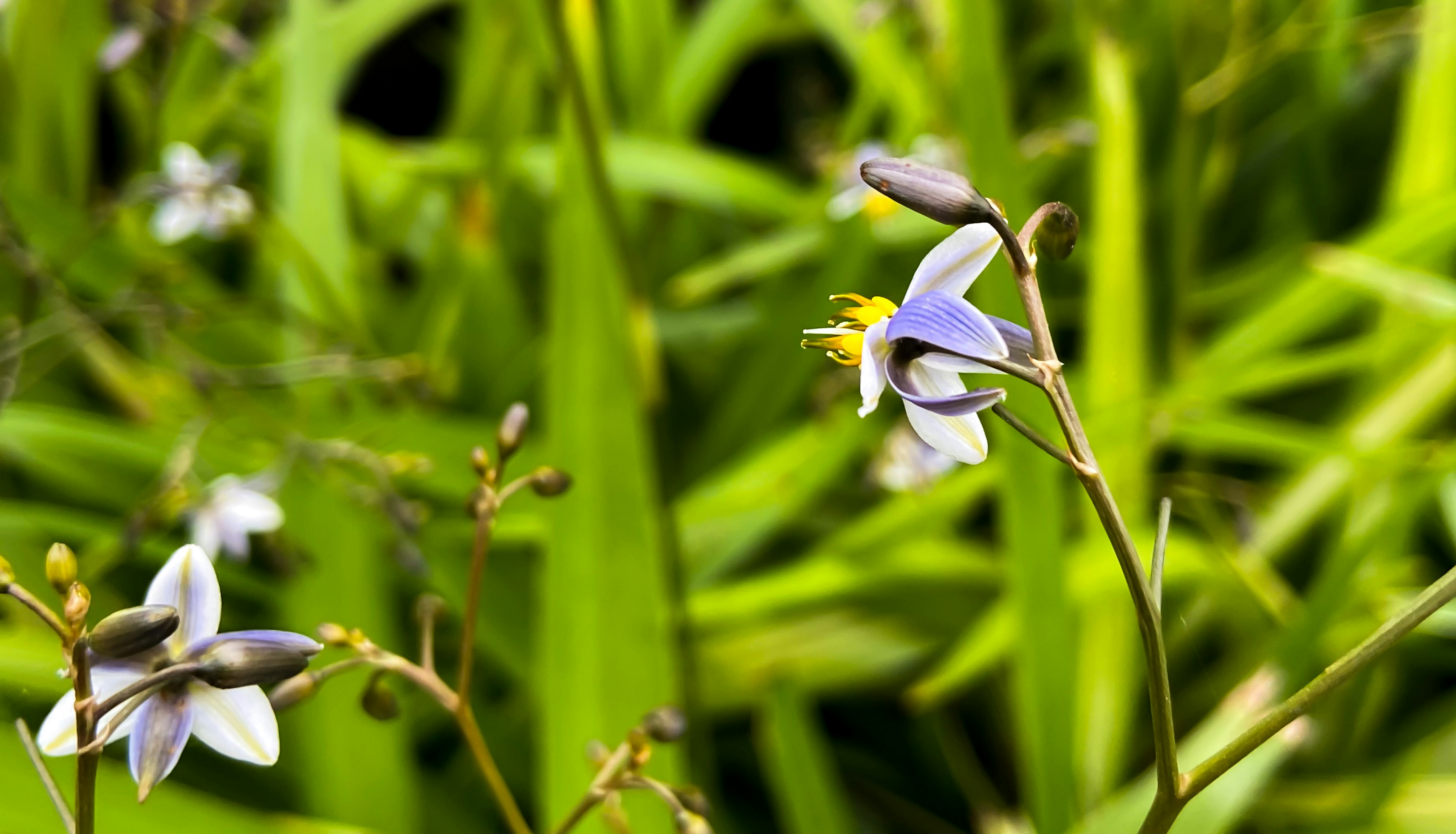 a close up of a flower