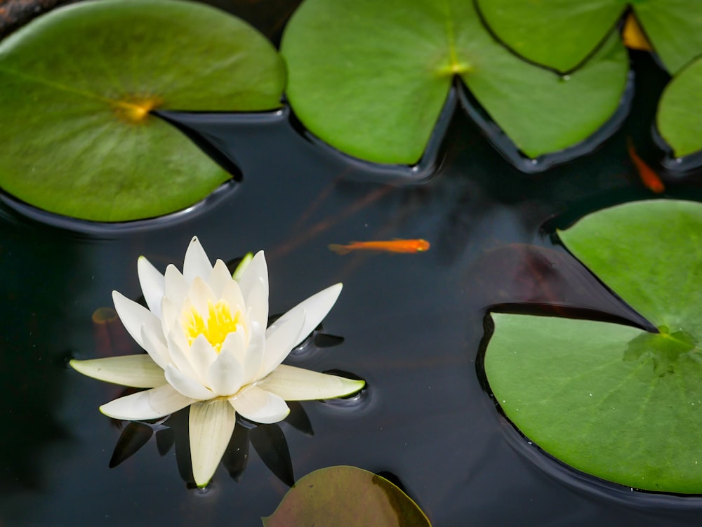 a white flower in a pond