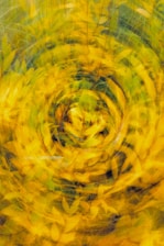 a close up of a plant