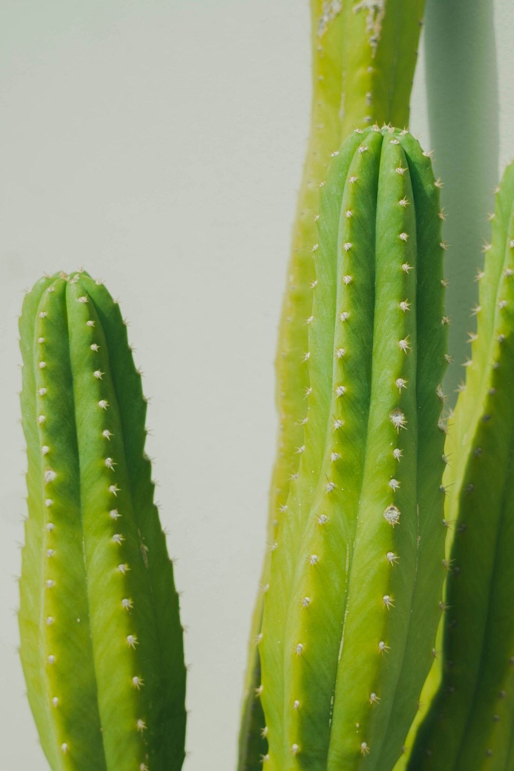 a close up of a cactus